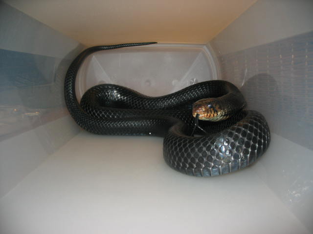 Male