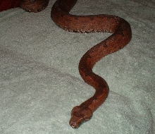 candoia female mum of 32
