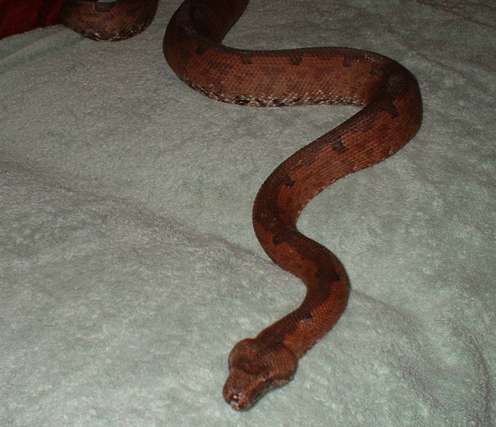 candoia female mum of 32