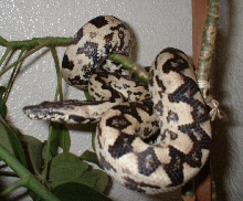 male Candoia