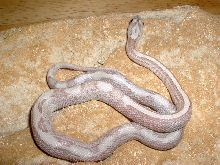 Striped Cubed Blue Eyed Ghost Corn