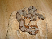 1G06
