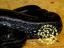 Black Pearl Boa
