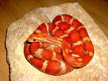 october 3 2004 Banded Crimson Corn