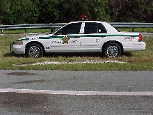 Giant Everglades Python