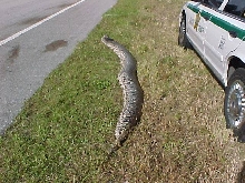 Giant Everglades Python 2