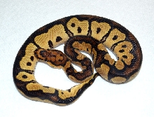 Male Clown - 66% Possible Het Albino