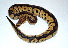 Male Clown - 66% Possible Het Albino