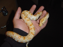 Heres my nasty lil snakie