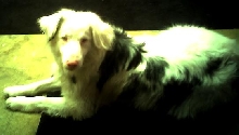 Patches my deaf australian shepherd