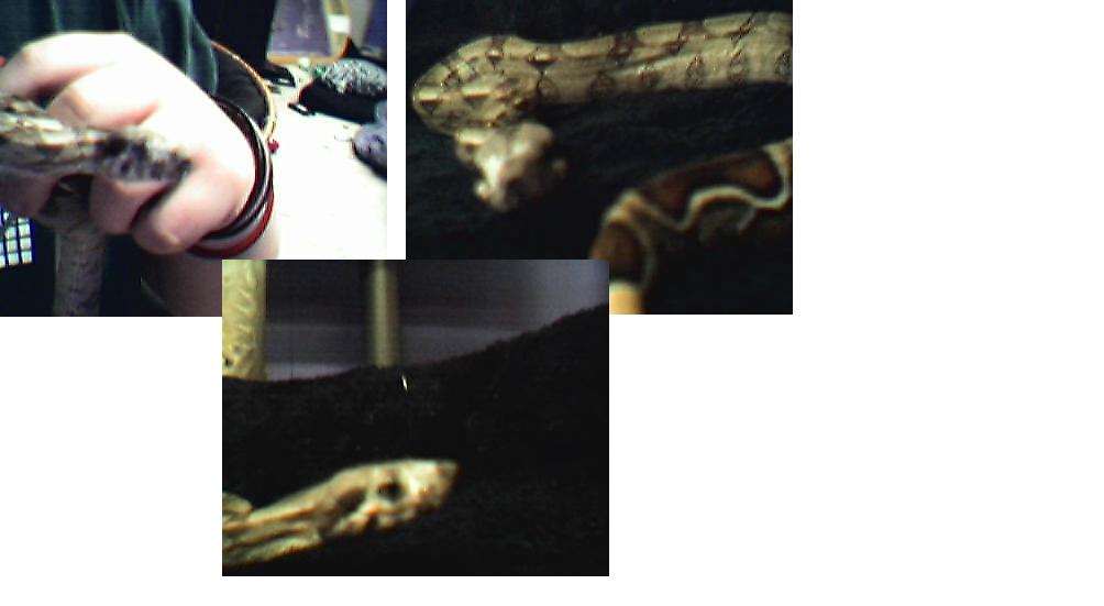 mouth rot i think