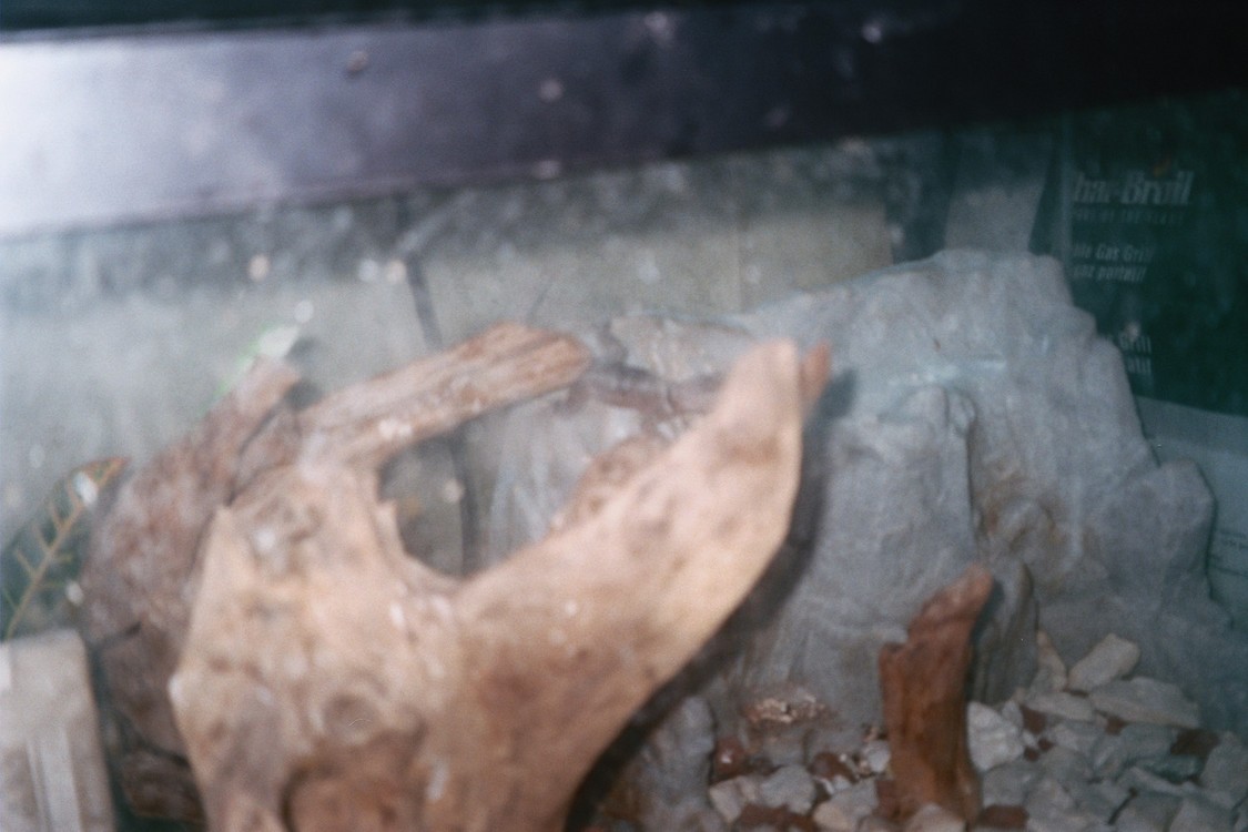 anole with balls