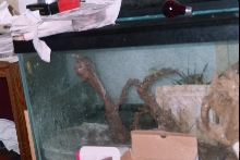 treefrog