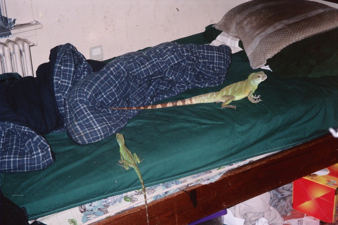 dragons on bed