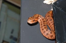 Elaphe dione Lemon x Tiger baby