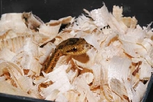 Elaphe dione Lemon x Tiger baby 2