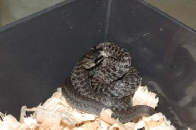 Zamenis longissimus Kaukasus distr.