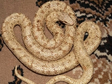 Amel/Hypo Elaphe dione, female