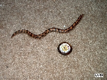 Female KSB