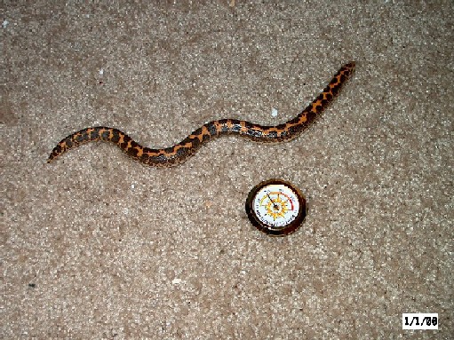 Female KSB