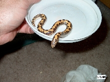 Male Kenyan Sand Boa