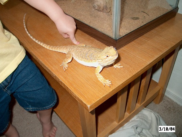 Female dragon