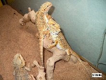 Trio of Bearded Dragons