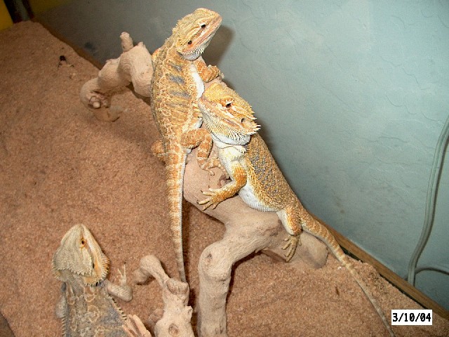 Trio of Bearded Dragons