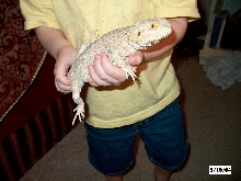 Male dragon