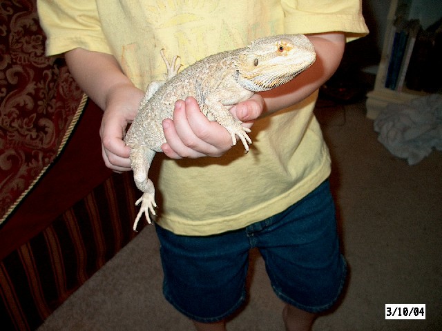 Male dragon