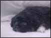 My New Puppy