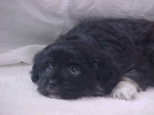 My New Puppy