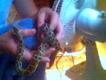 New Baby Burm