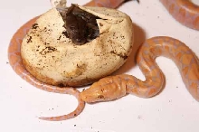 het and albino