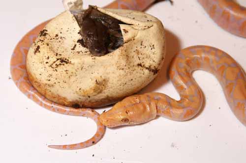 het and albino