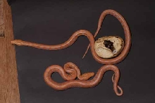 albinos