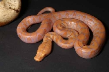 albino