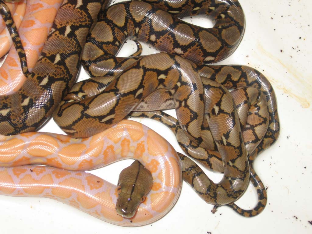 babies