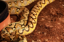 male sunfire