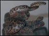 Female Juvenile Childrens Python