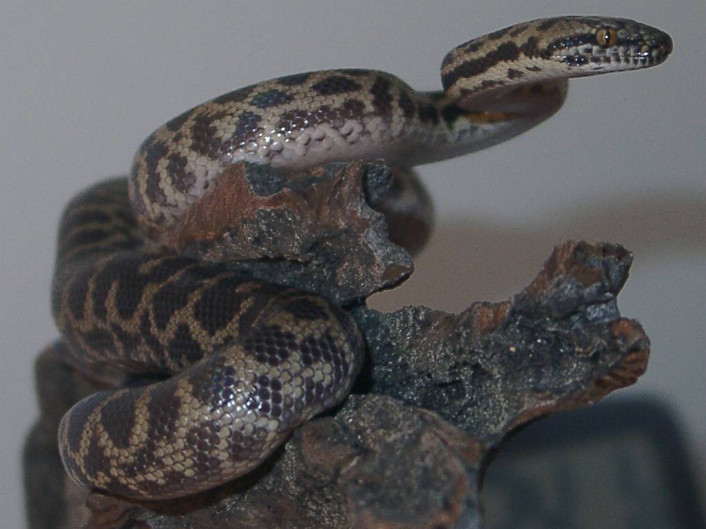 Female Juvenile Childrens Python