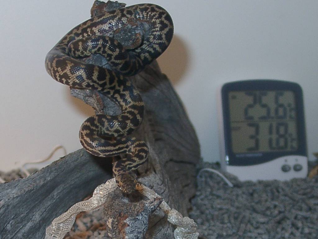 Children's Python 2