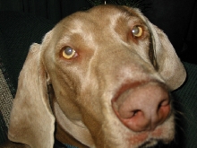 Nose