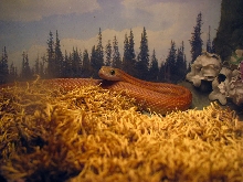 Giant 100 foot long Striped Corn Snake found in the Minnesota north woods!