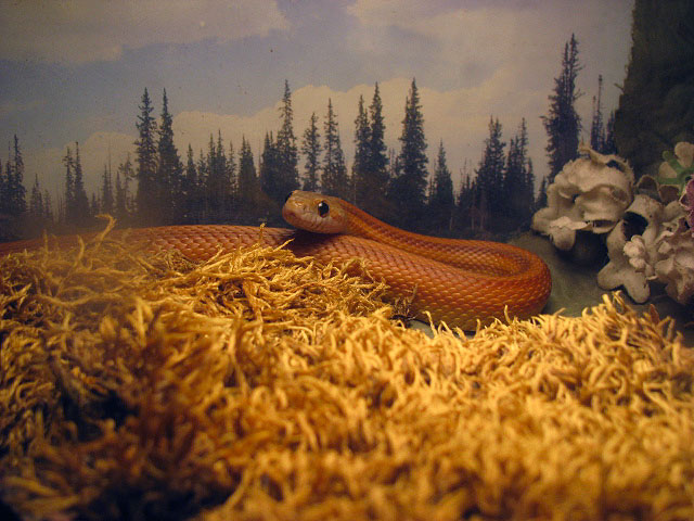 Giant 100 foot long Striped Corn Snake found in the Minnesota north woods!