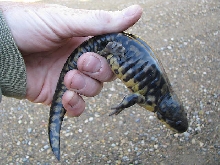 Minnesota Tiger Salamander