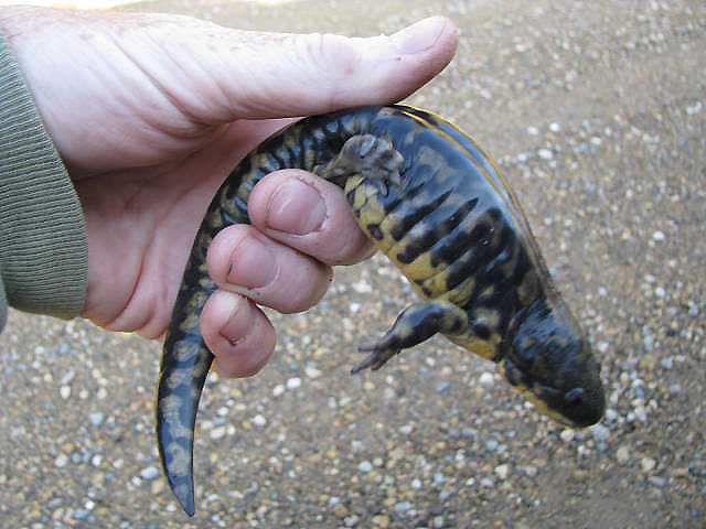 Minnesota Tiger Salamander