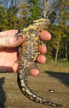 Minnesota Tiger Salamander belly.