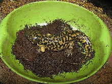 Minnesota Tiger Salamander...