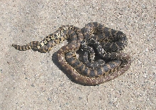 2 Minnesota Bullsnakes mating...
